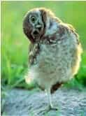 Burrowing owl